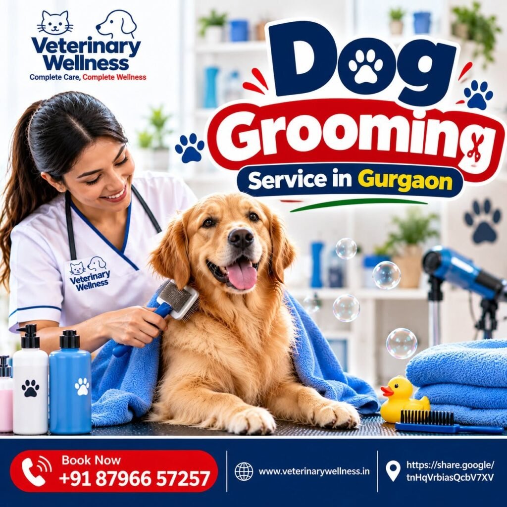 Dog Grooming Service in Gurgaon: Complete Care Guide